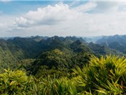 Tiêu chuẩn quốc gia cho tín chỉ carbon rừng: Giải pháp giảm chi phí cho thị trường Việt Nam?